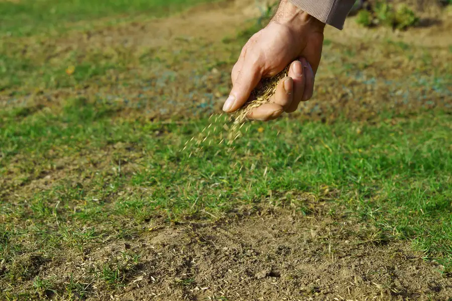 How Overseeding Enhances Turf Durability Smithfield, VA