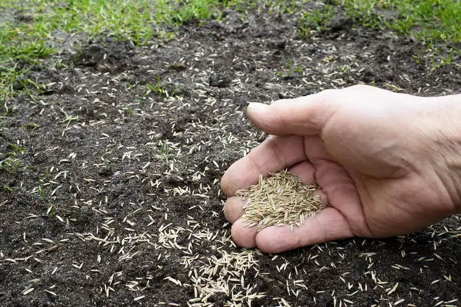 How Overseeding Enhances Turf Durability in Smithfield, VA
