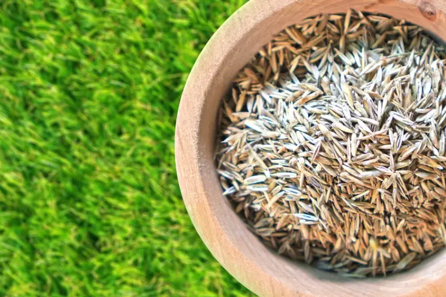 Reputable Overseeding Smithfield, VA